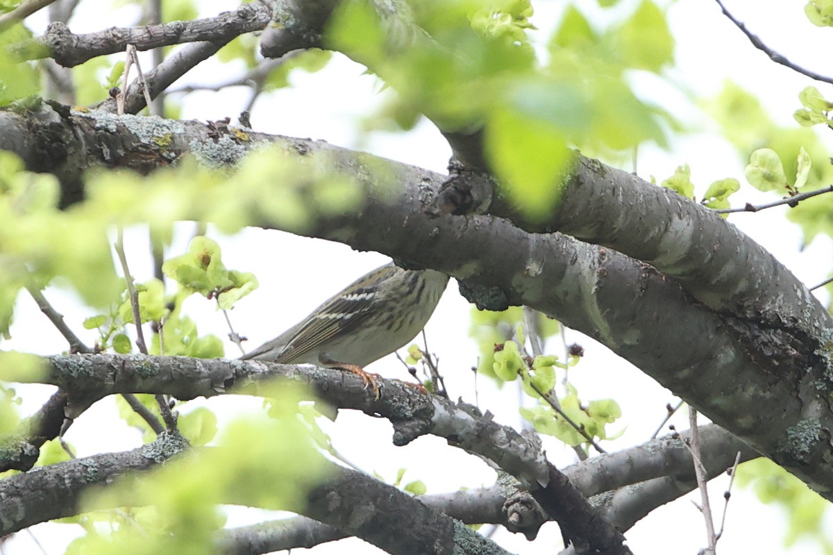 Blackpoll Warbler - Gang Wu