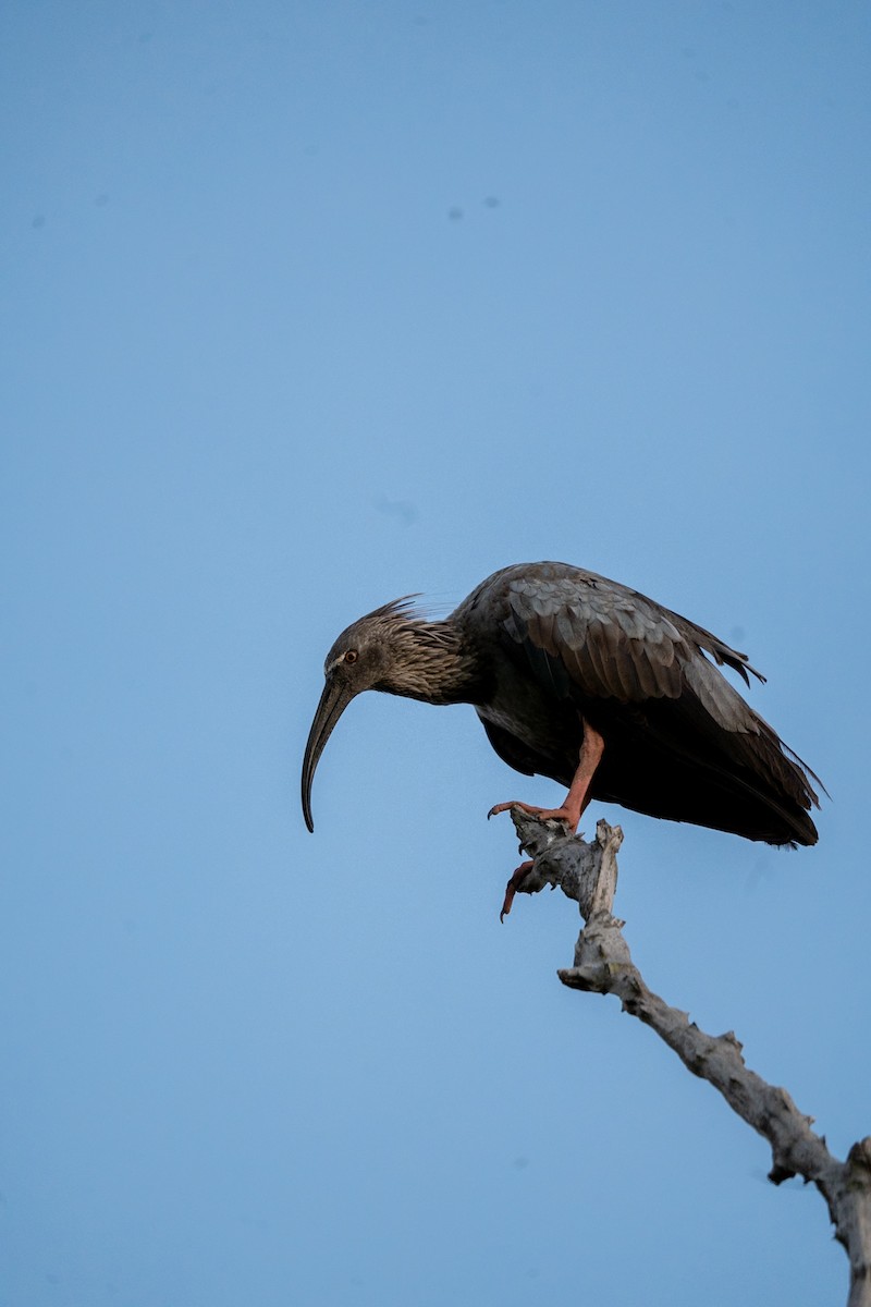 ibis běločelý - ML619205882