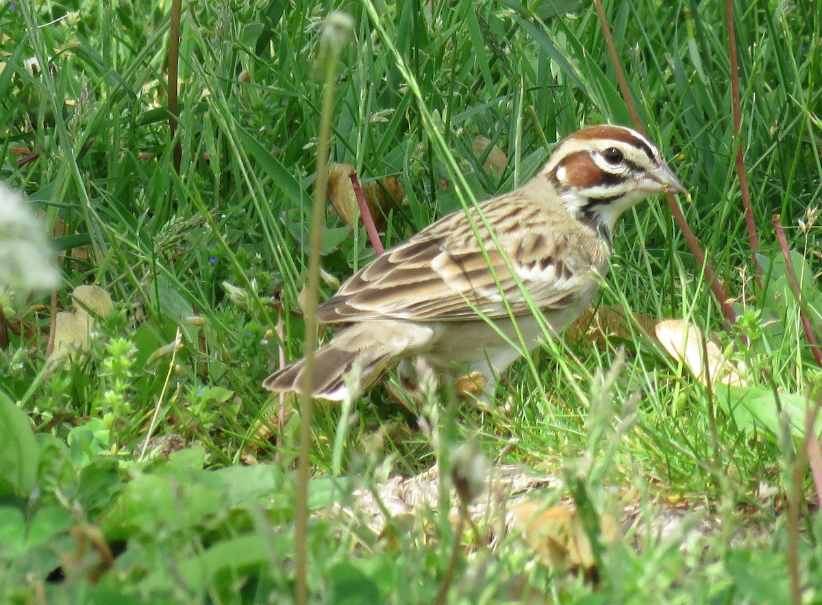 Lark Sparrow - ML619205885