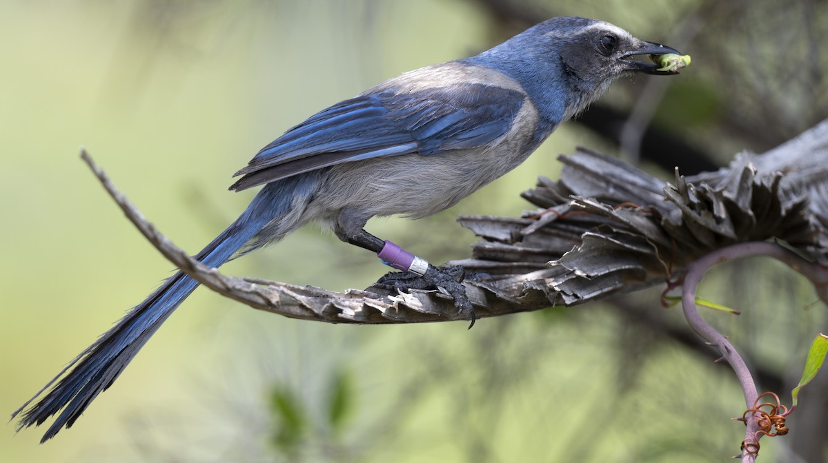 Florida Scrub-Jay - Lawrence Gladsden