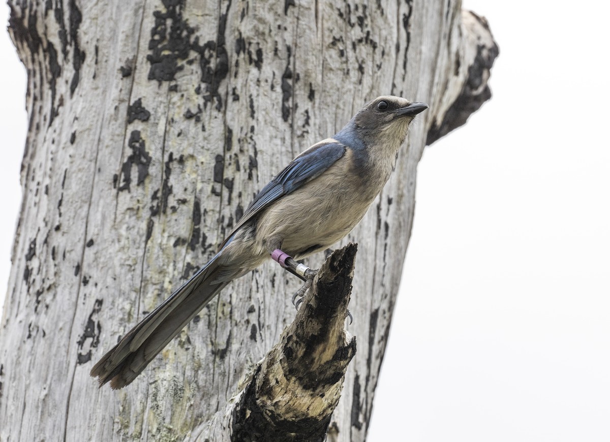 Florida Scrub-Jay - ML619205904