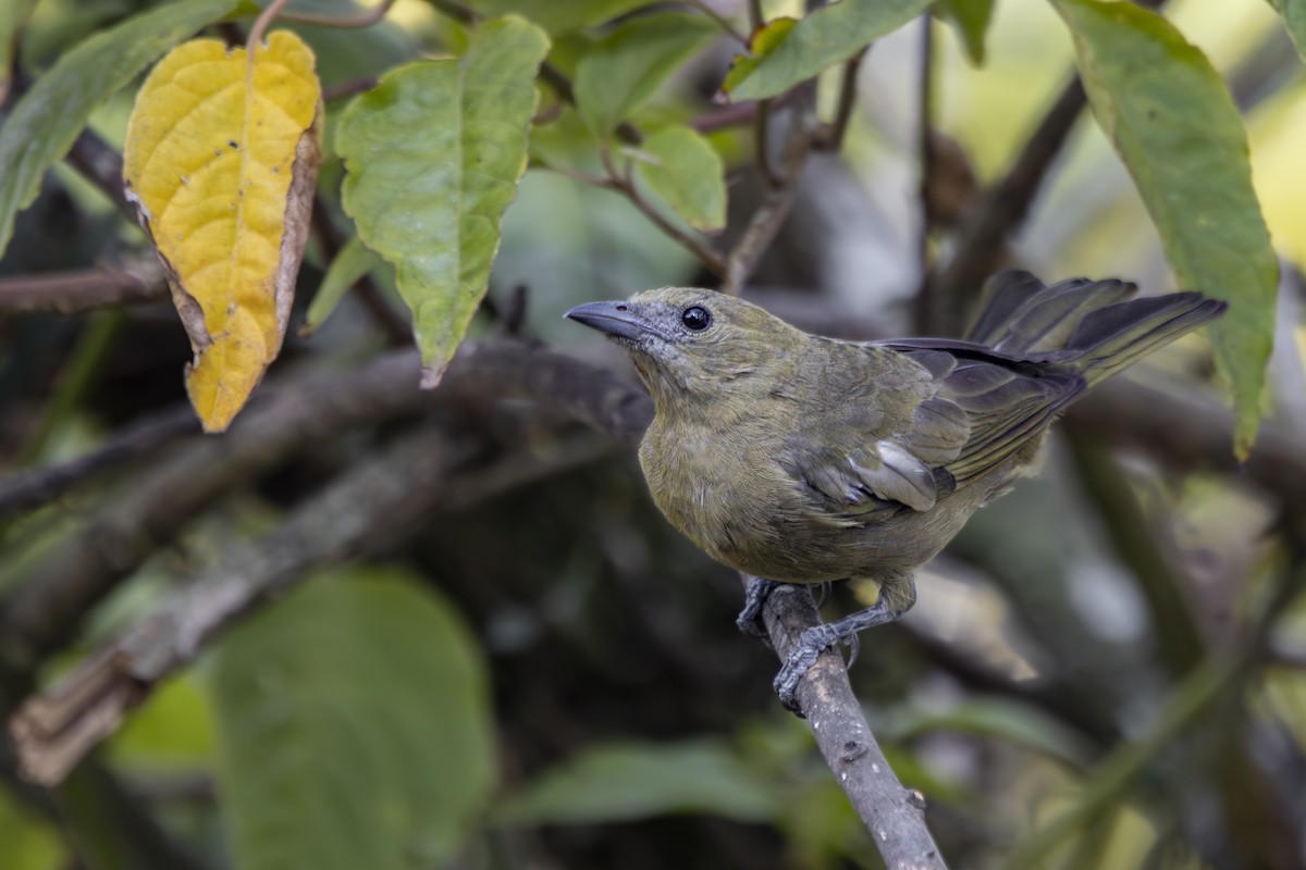 Palm Tanager - Gustavo Silva