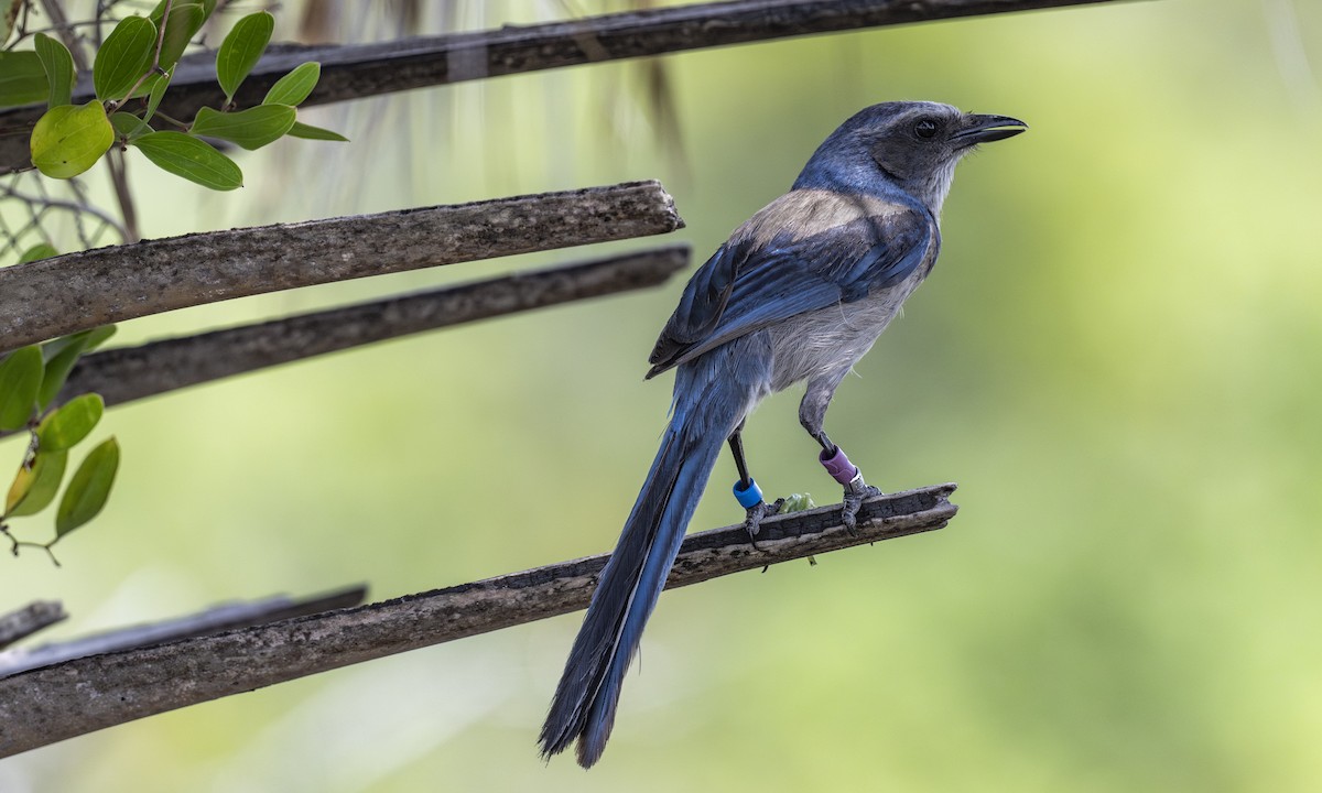 Florida Scrub-Jay - Lawrence Gladsden