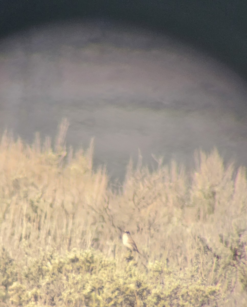 Sagebrush Sparrow - Esther Sumner