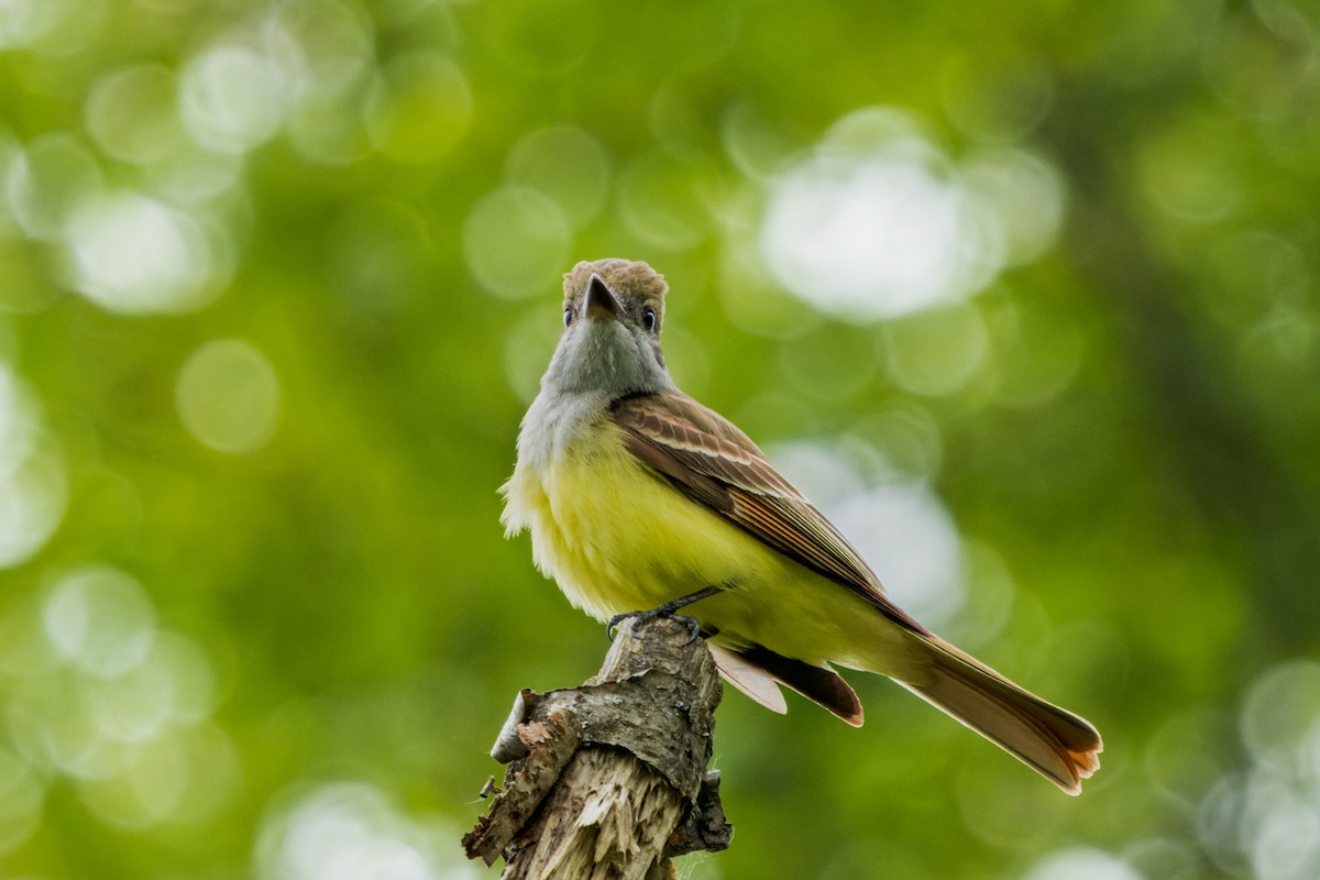 Great Crested Flycatcher - Brad Reinhardt