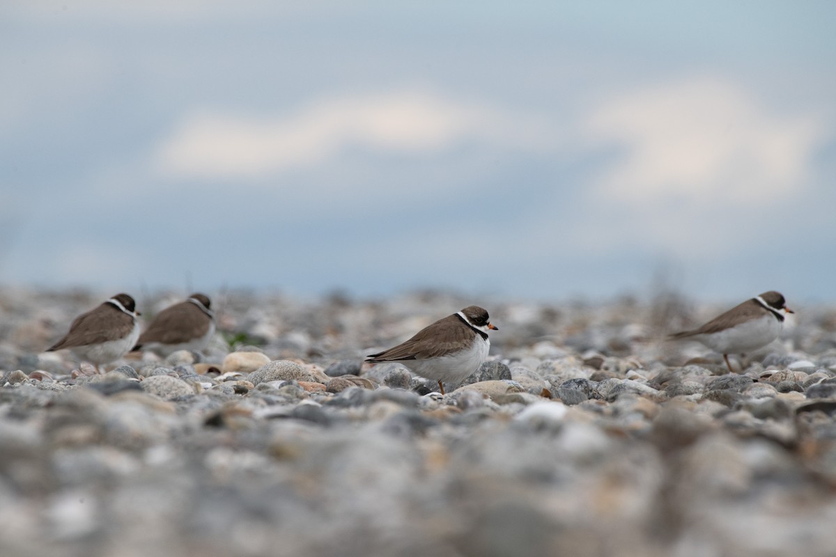 Semipalmated Plover - ML619205941