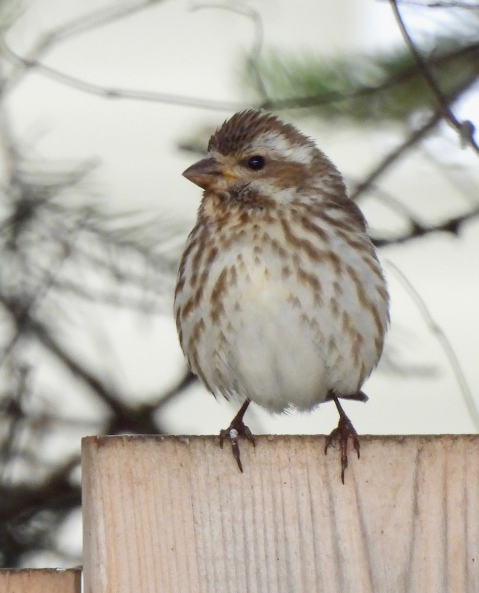 Purple Finch - Pegg & Mark Campbell