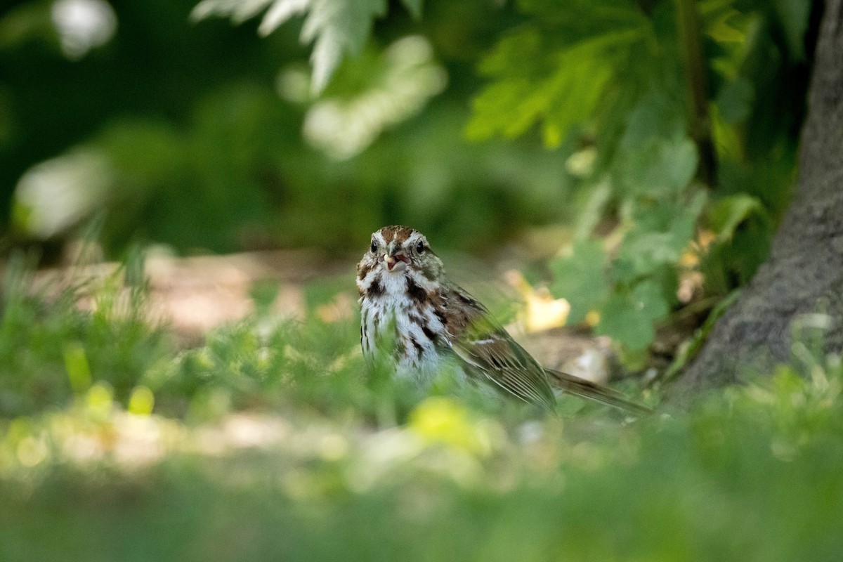 Song Sparrow - Yifei Ma