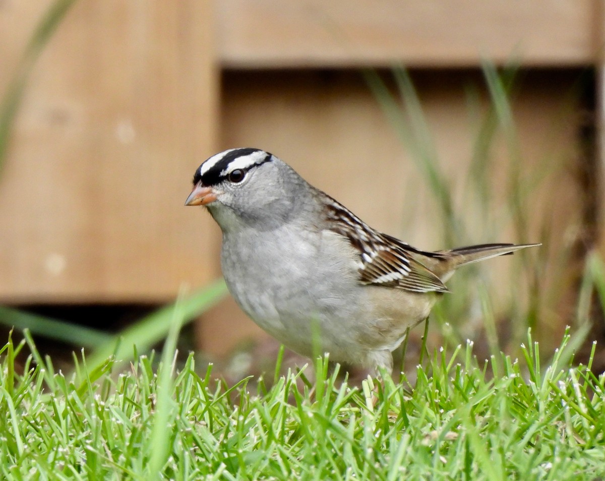 White-crowned Sparrow - Pegg & Mark Campbell