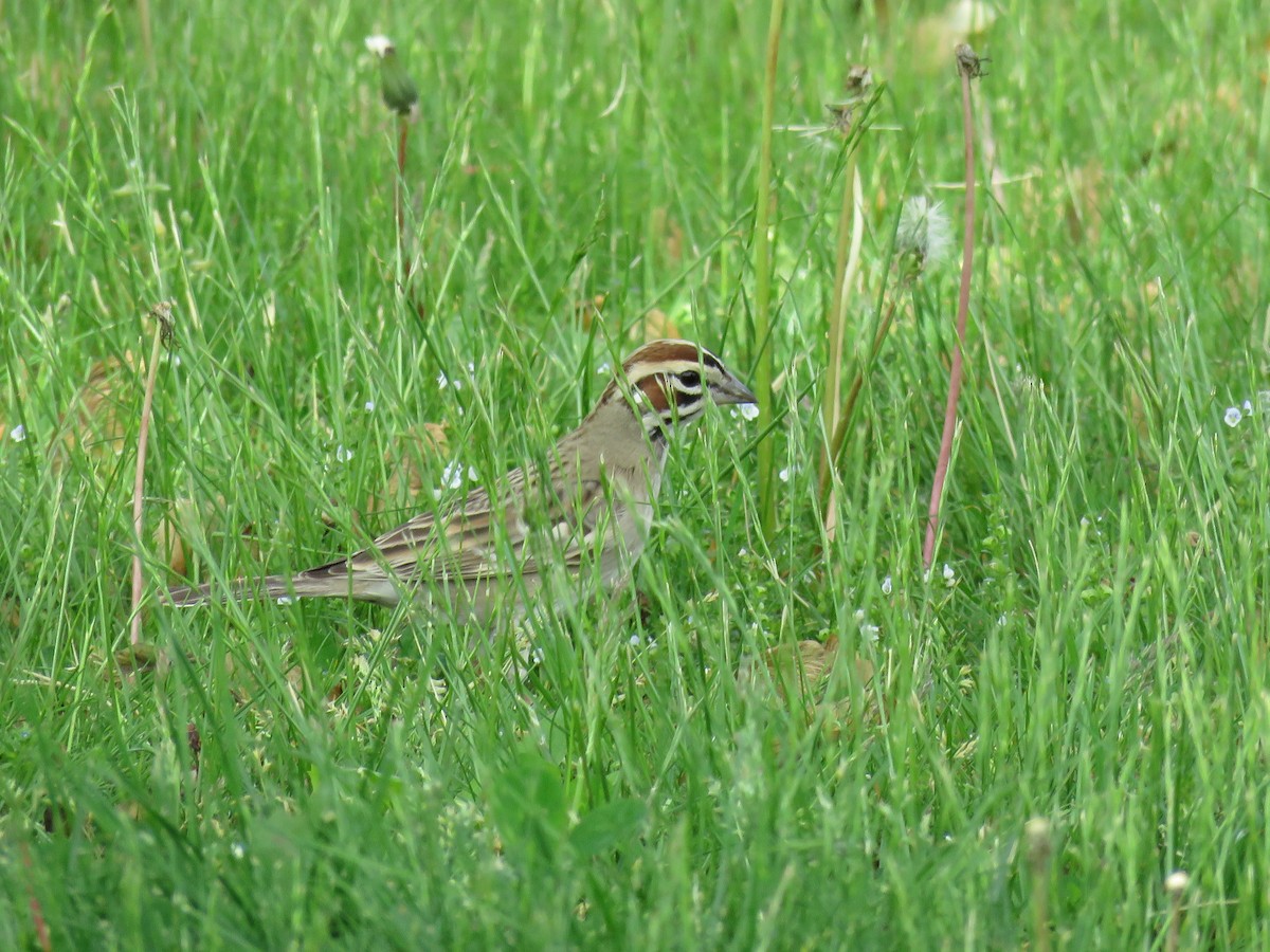 Lark Sparrow - ML619205986