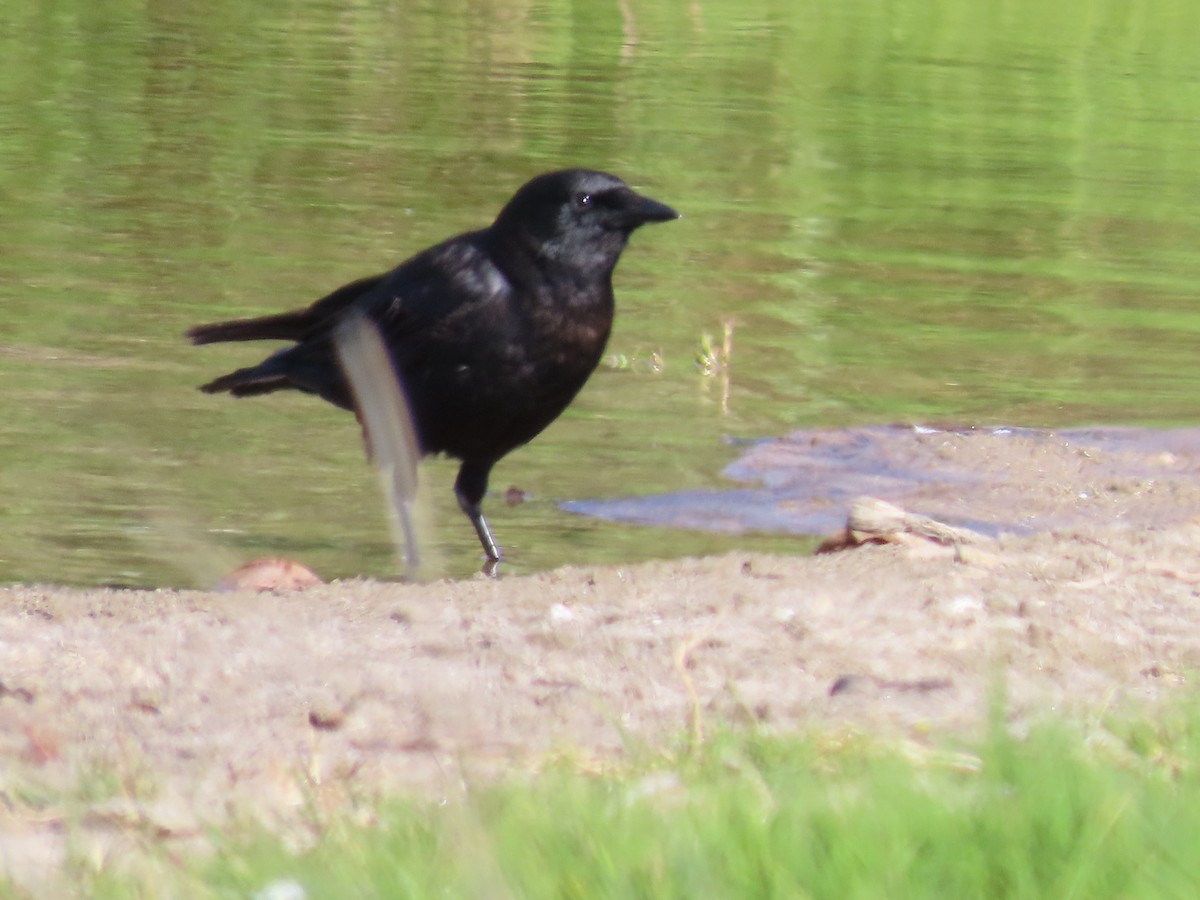 American Crow - ML619206004