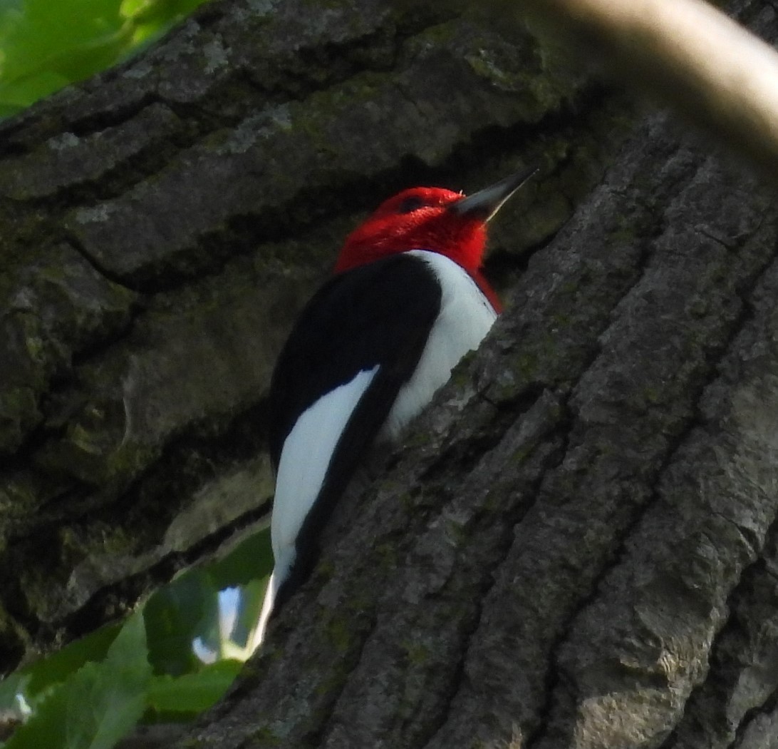 Red-headed Woodpecker - Debbie Segal