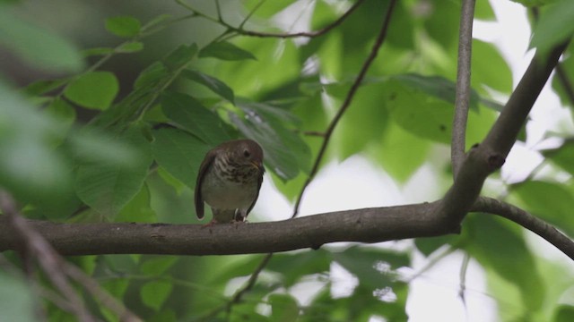 Bicknell's Thrush - ML619206008