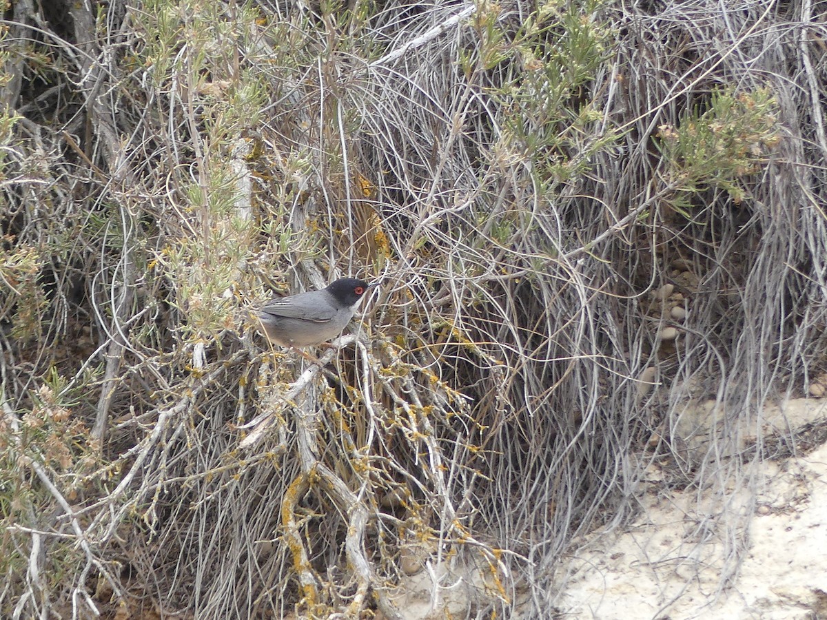 Sardinian Warbler - Miguel Ángel  Pardo Baeza