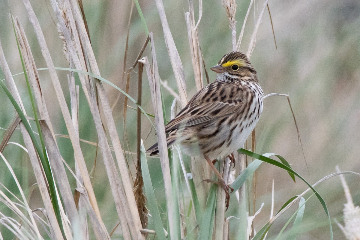 Savannah Sparrow - Samantha DeMarco