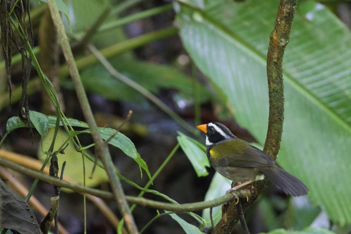 Orange-billed Sparrow - allie bluestein