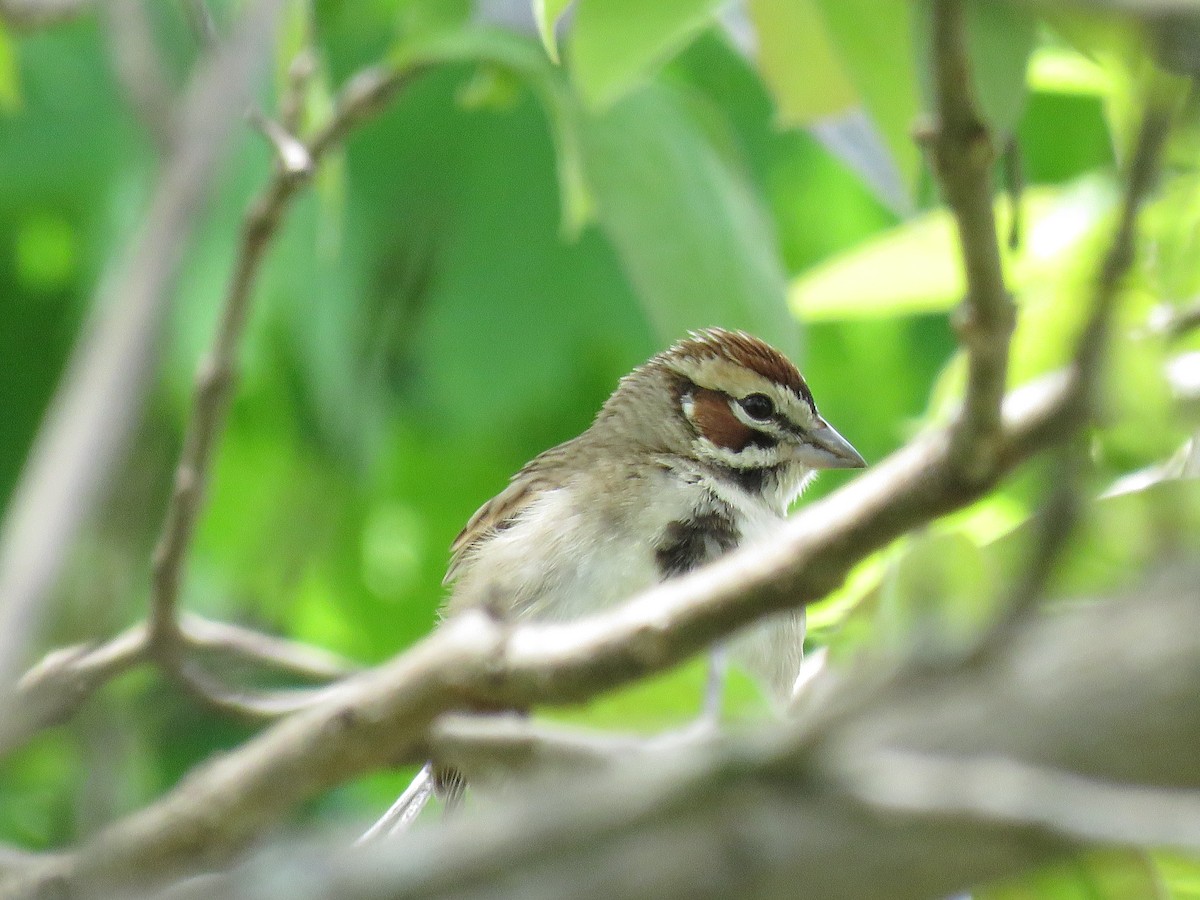 Lark Sparrow - ML619206026