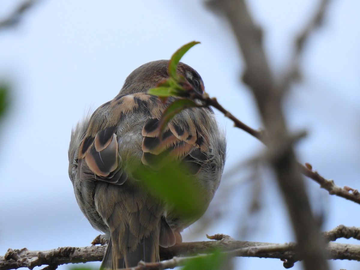 House Sparrow - Monica Mesch