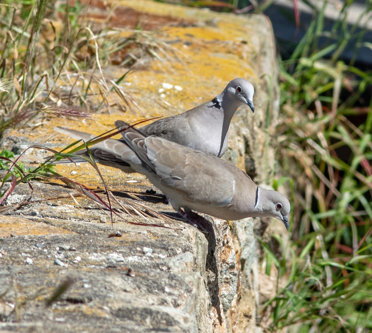 Eurasian Collared-Dove - Mark and Holly Salvato