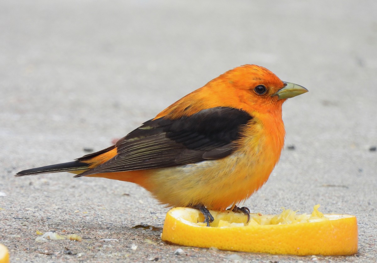 Scarlet Tanager - Pegg & Mark Campbell