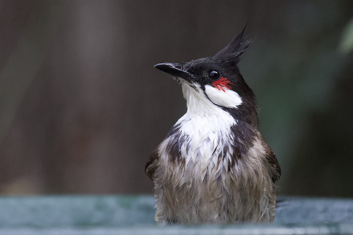 Red-whiskered Bulbul - Otto Mayer