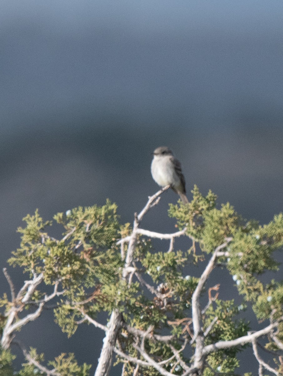 Gray Flycatcher - ML619206059