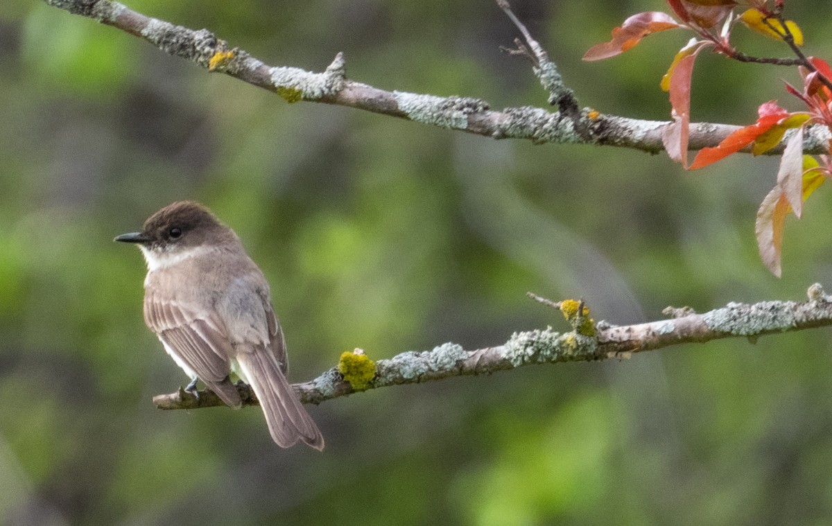 Eastern Phoebe - Ken Milender