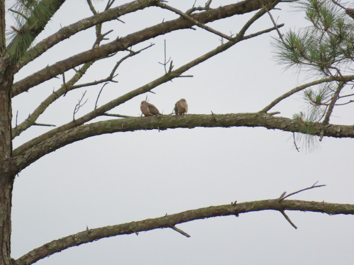 Mourning Dove - robert lethco