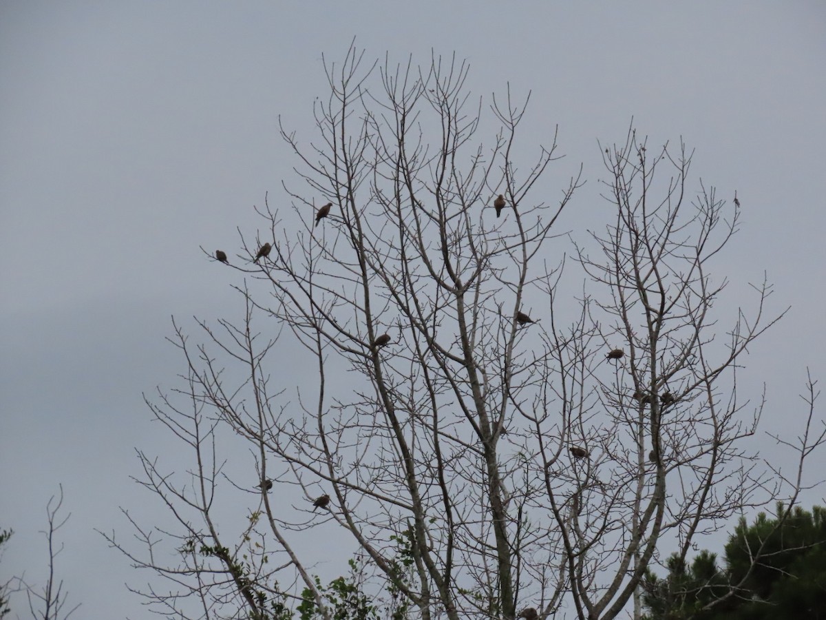 Mourning Dove - ML619206067