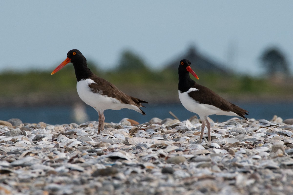 American Oystercatcher - Samantha DeMarco