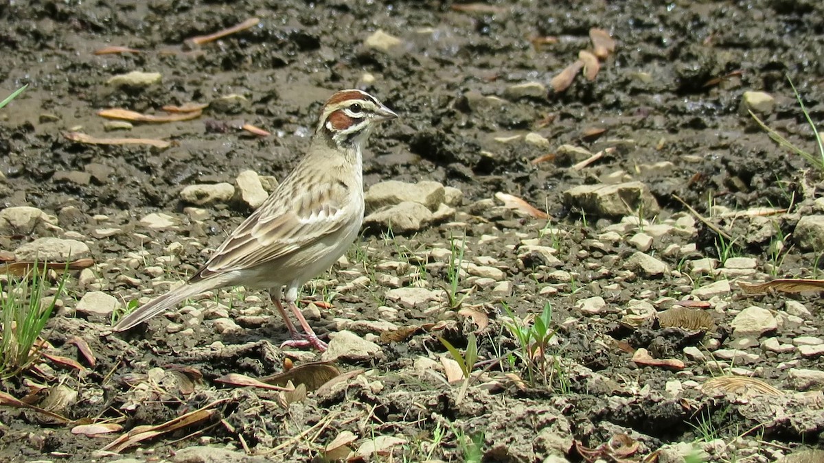 Lark Sparrow - ML619206084