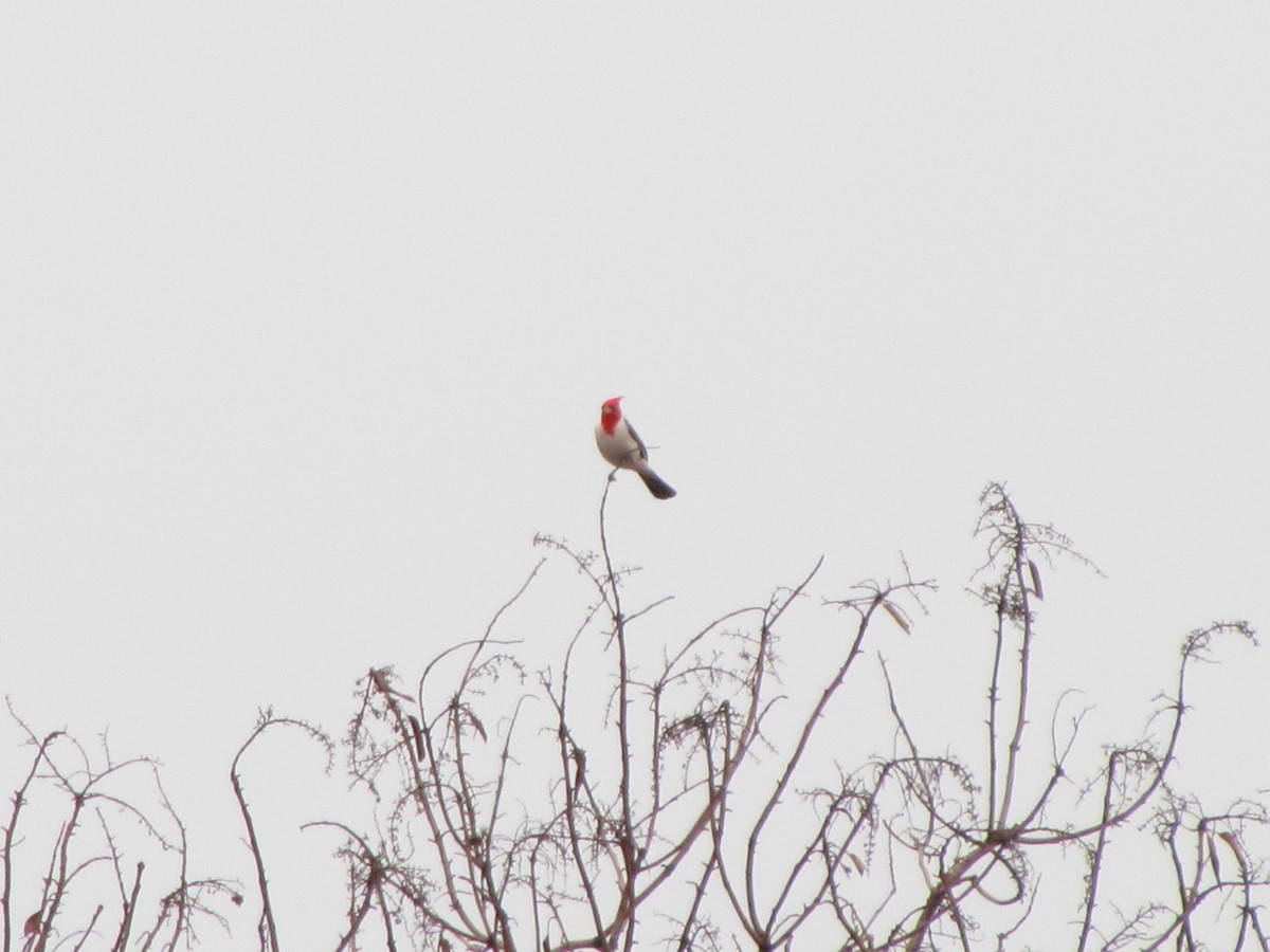 Red-crested Cardinal - Selene Torres V.