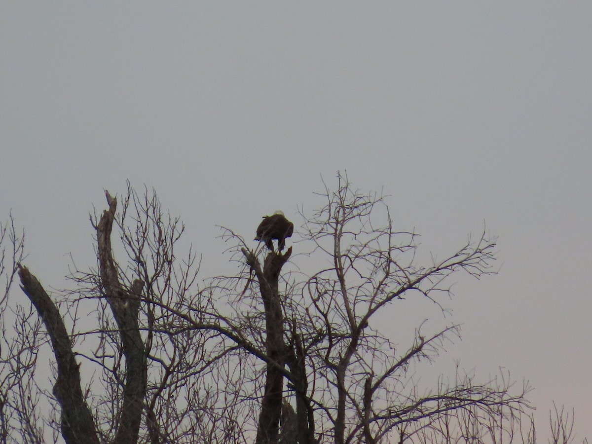 Bald Eagle - ML619206105