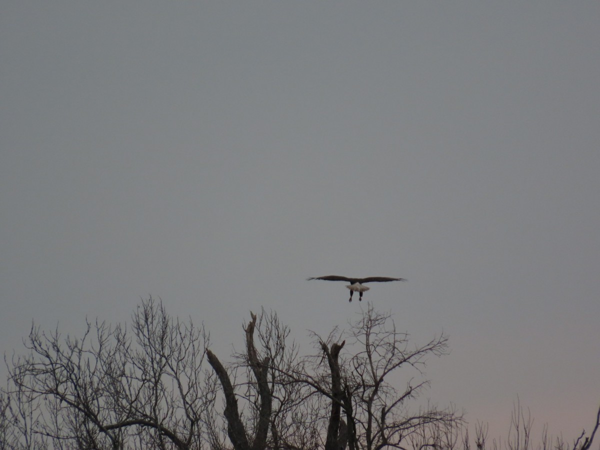 Bald Eagle - ML619206106