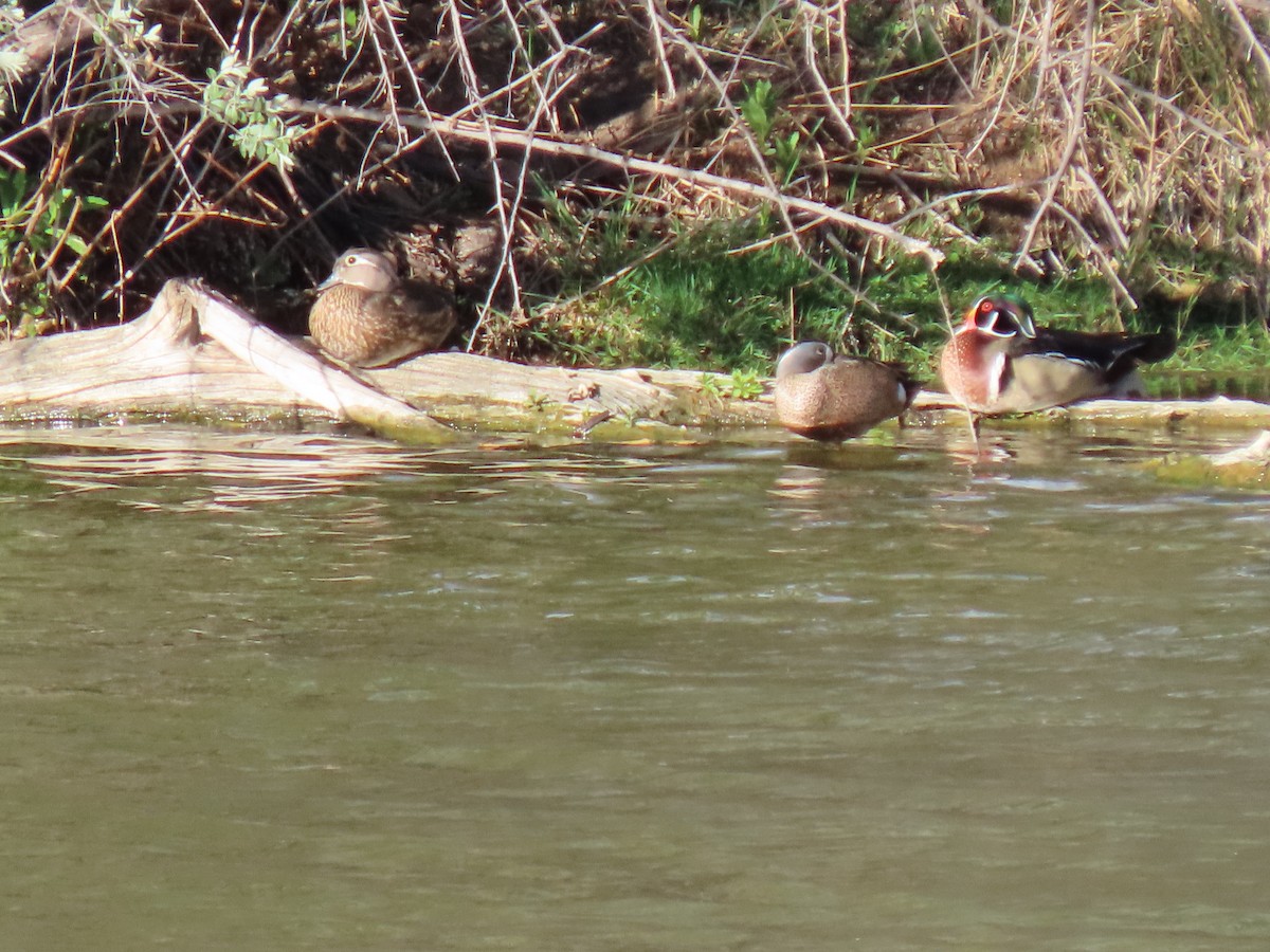 Wood Duck - ML619206108