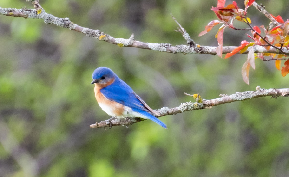 Eastern Bluebird - Ken Milender