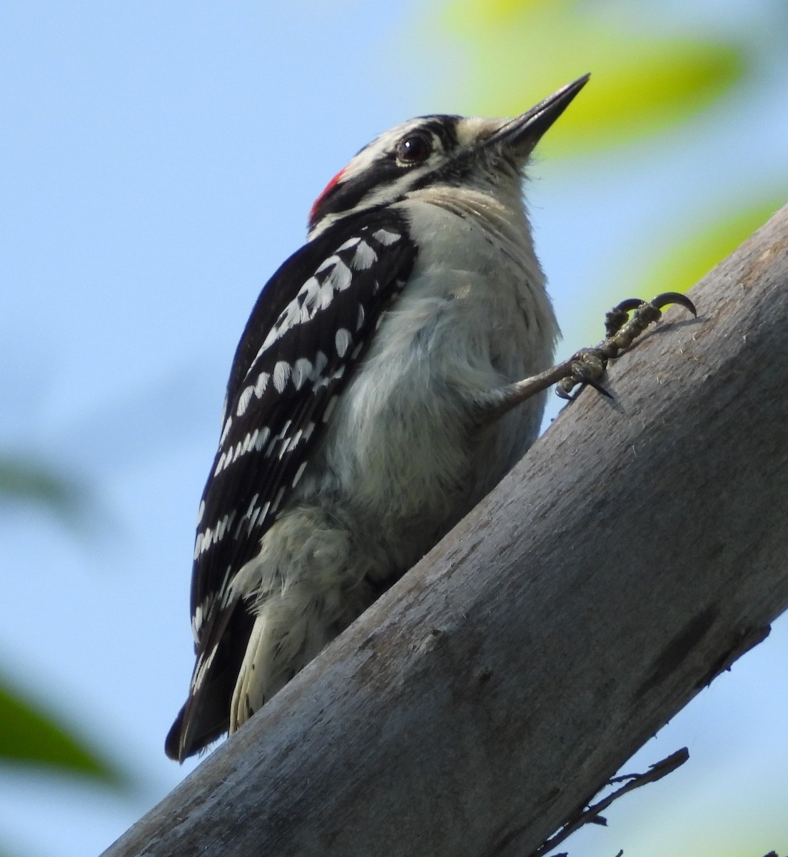 Downy Woodpecker - ML619206114