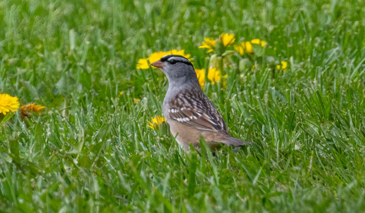 White-crowned Sparrow - Ken Milender