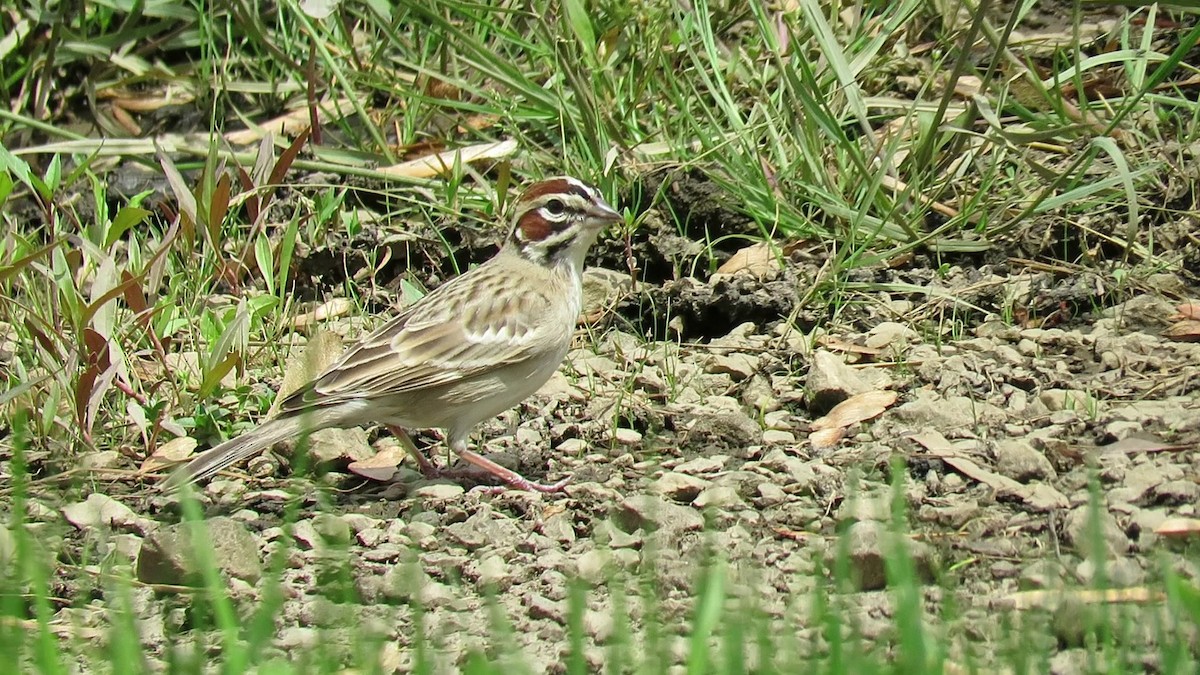 Lark Sparrow - ML619206130