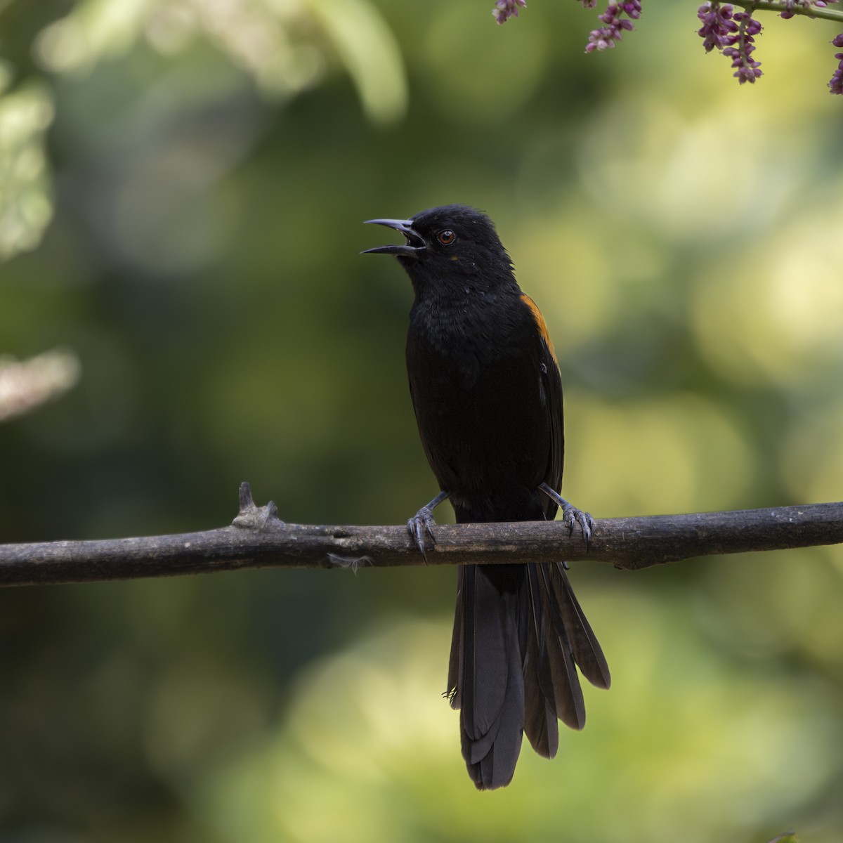 Variable Oriole - ML619206134