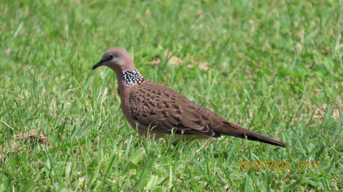 Spotted Dove - ML619206135
