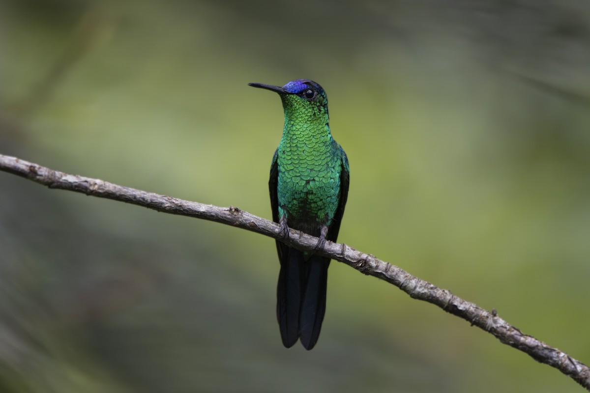 kolibřík fialovotemenný - ML619206141