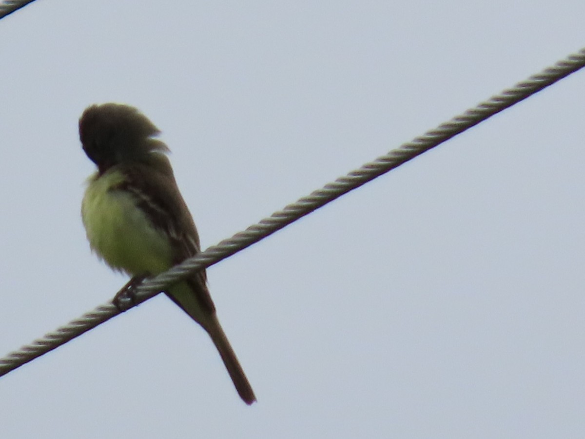 Great Crested Flycatcher - robert lethco