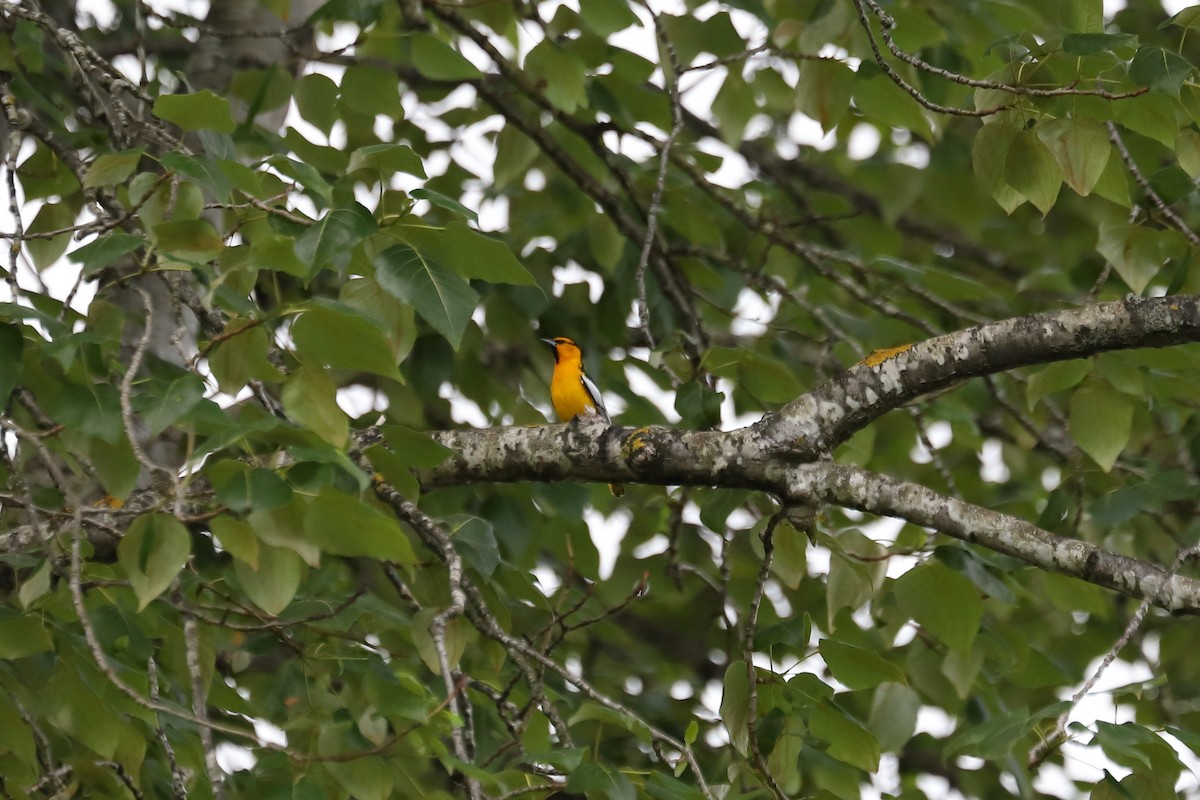 Bullock's Oriole - Eric Habisch