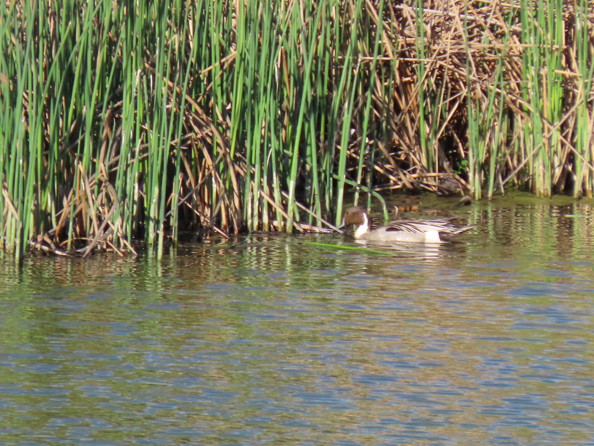 Northern Pintail - ML619206156