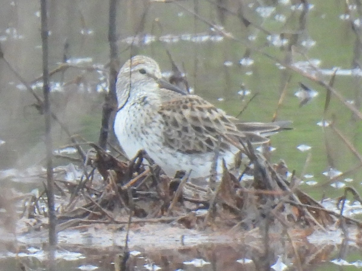 White-rumped Sandpiper - Ed Daniels