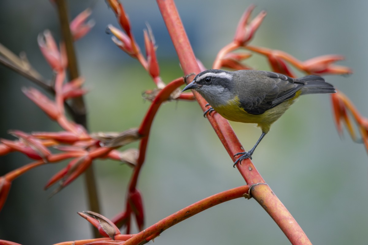 Bananaquit - Gustavo Silva