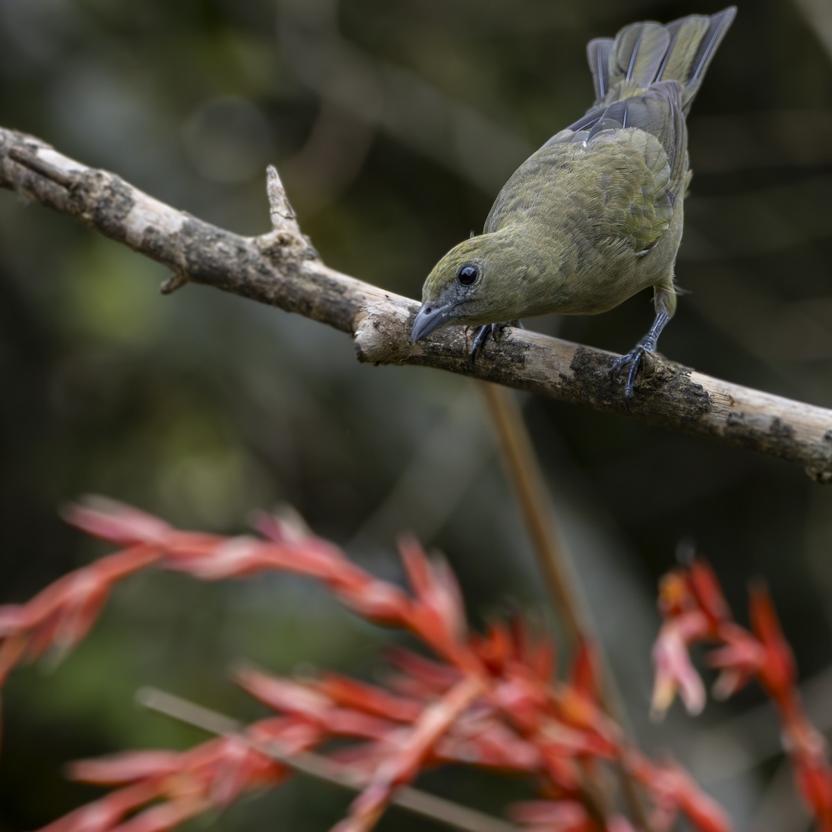 Palm Tanager - ML619206191