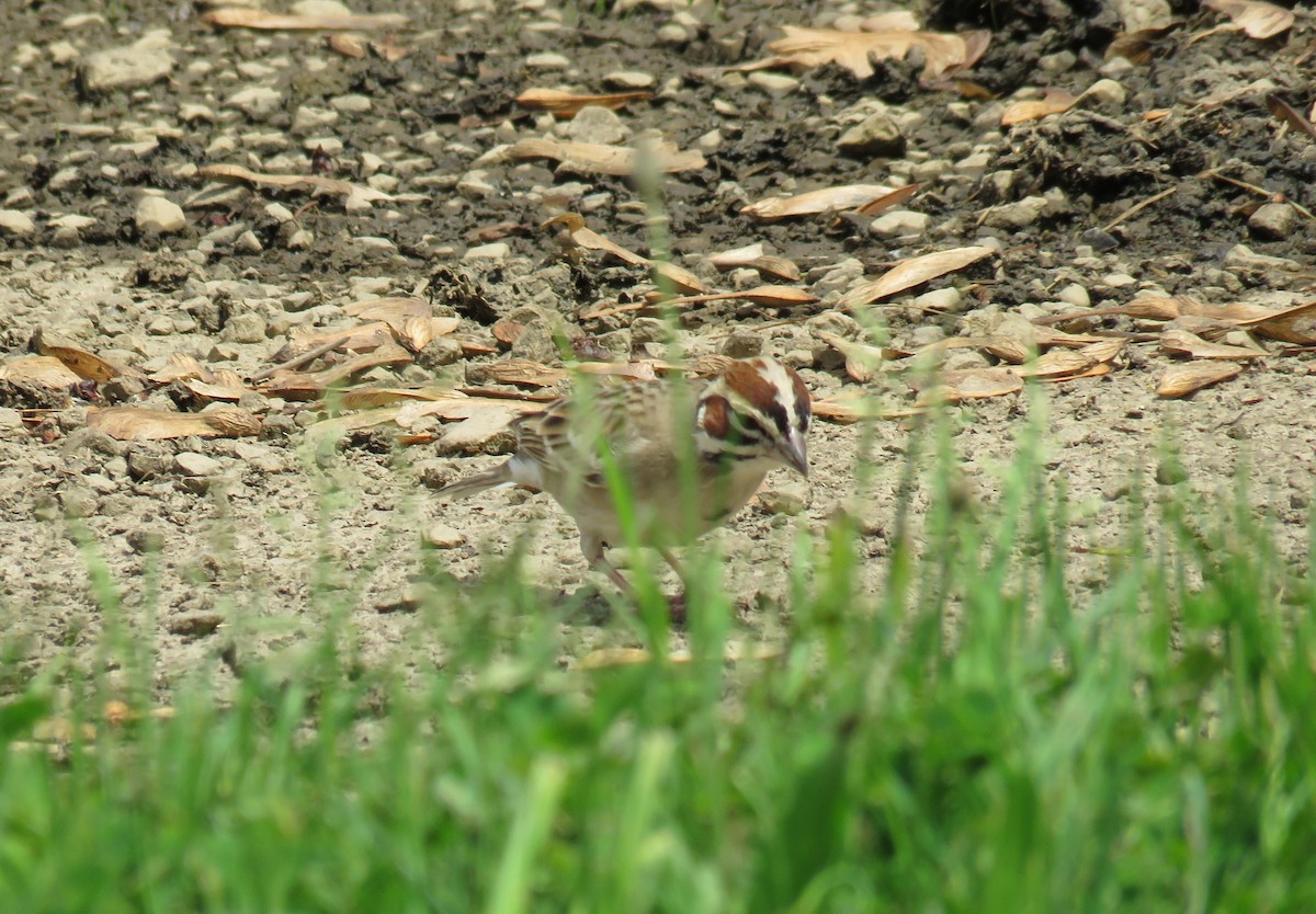 Lark Sparrow - ML619206194