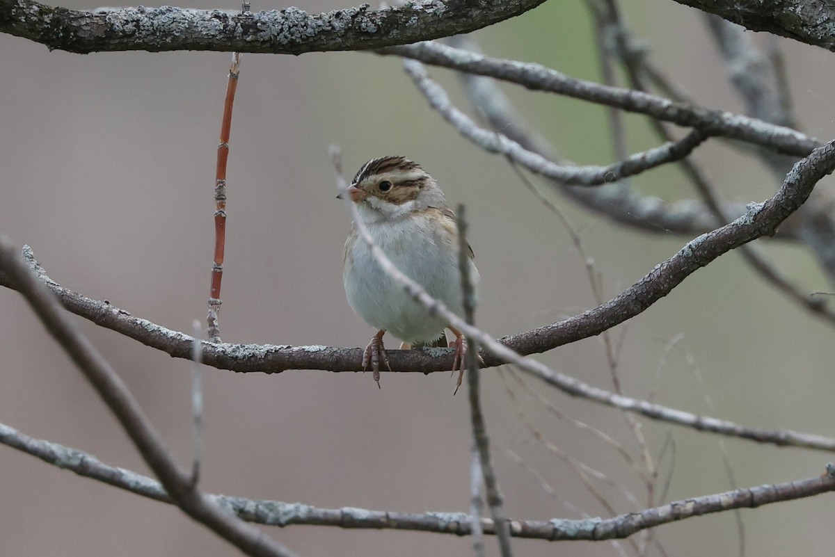 Clay-colored Sparrow - ML619206196